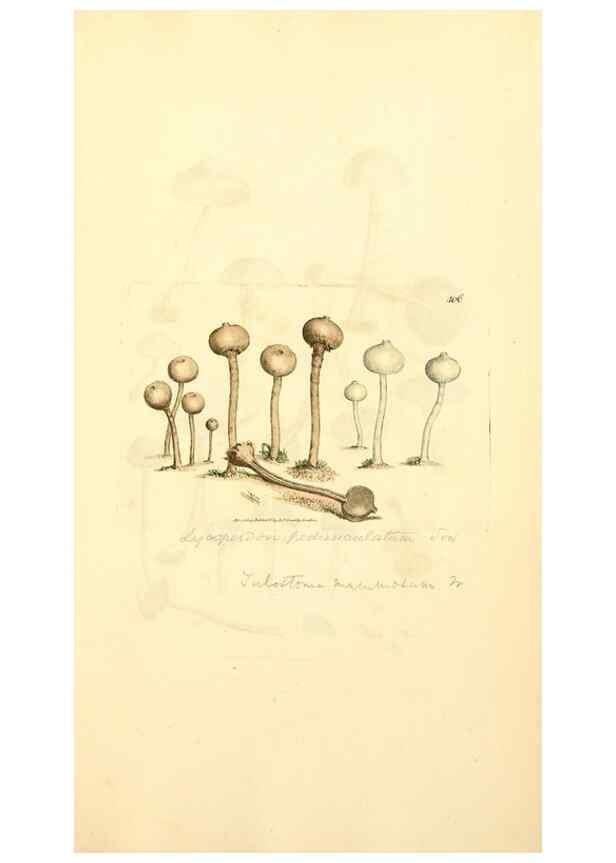 Reproducción/Reproduction 8230597920: Coloured figures of English fungi or mushrooms.. London,Printed by J. Davis,1797-[1809]