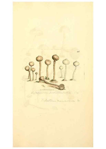 Reproducción/Reproduction 8230597920: Coloured figures of English fungi or mushrooms.. London,Printed by J. Davis,1797-[1809]