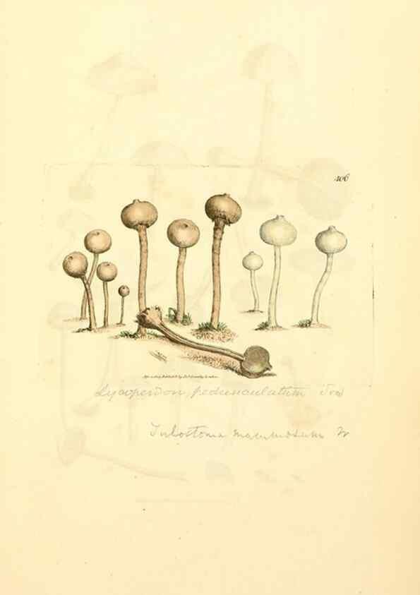 Reproducción/Reproduction 8230597920: Coloured figures of English fungi or mushrooms.. London,Printed by J. Davis,1797-[1809]