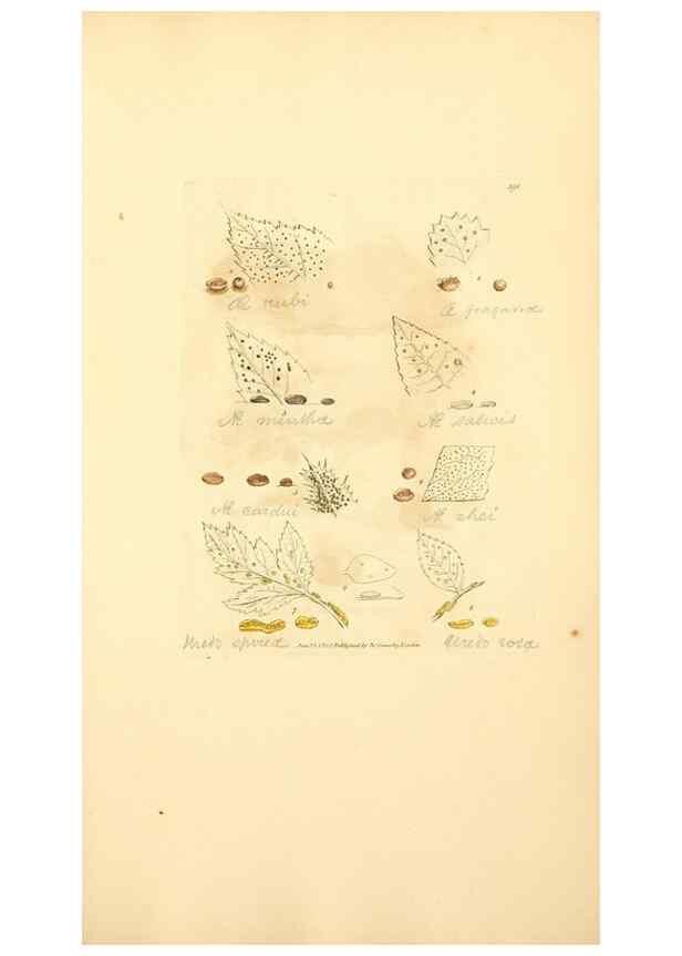 Reproducción/Reproduction 8229529383: Coloured figures of English fungi or mushrooms.. London,Printed by J. Davis,1797-[1809]