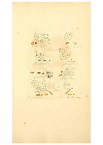 Reproducción/Reproduction 8229529383: Coloured figures of English fungi or mushrooms.. London,Printed by J. Davis,1797-[1809]