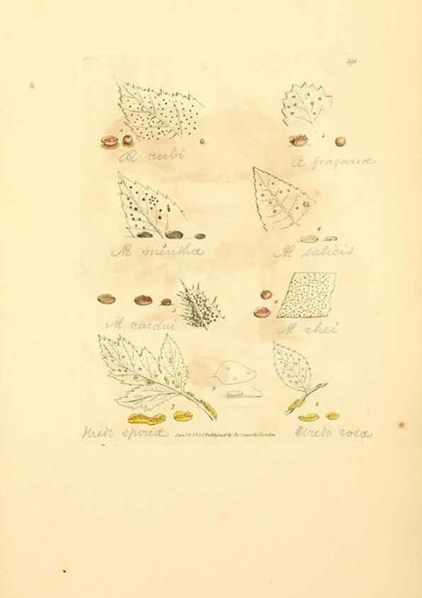 Reproducción/Reproduction 8229529383: Coloured figures of English fungi or mushrooms.. London,Printed by J. Davis,1797-[1809]