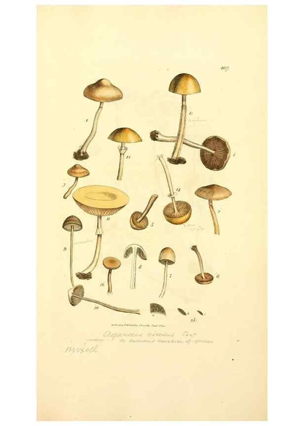 Reproducción/Reproduction 8229533793: Coloured figures of English fungi or mushrooms.. London,Printed by J. Davis,1797-[1809]