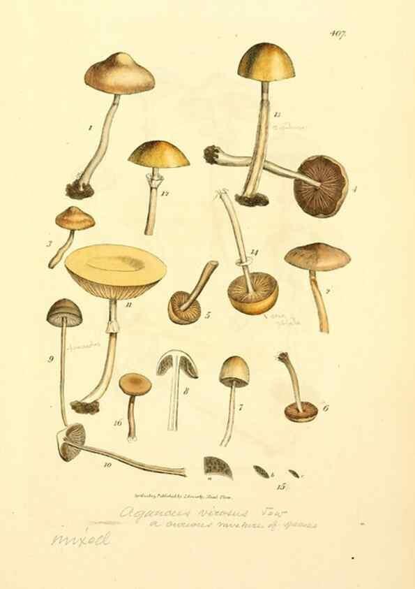 Reproducción/Reproduction 8229533793: Coloured figures of English fungi or mushrooms.. London,Printed by J. Davis,1797-[1809]