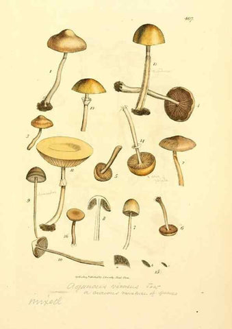 Reproducción/Reproduction 8229533793: Coloured figures of English fungi or mushrooms.. London,Printed by J. Davis,1797-[1809]