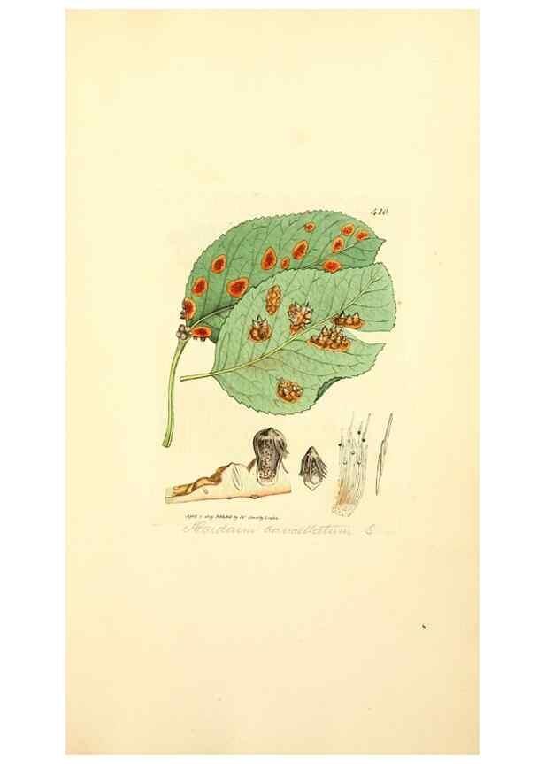 Reproducción/Reproduction 8230599568: Coloured figures of English fungi or mushrooms.. London,Printed by J. Davis,1797-[1809]
