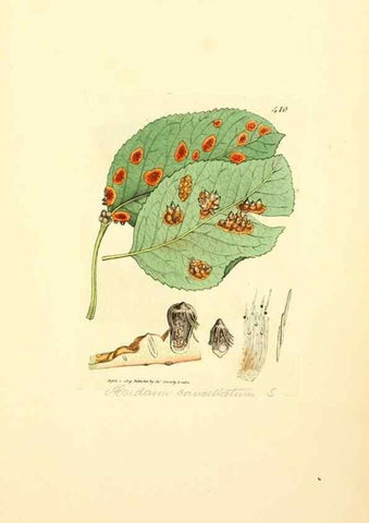 Reproducción/Reproduction 8230599568: Coloured figures of English fungi or mushrooms.. London,Printed by J. Davis,1797-[1809]