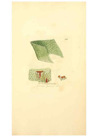 Reproducción/Reproduction 8229535331: Coloured figures of English fungi or mushrooms.. London,Printed by J. Davis,1797-[1809]