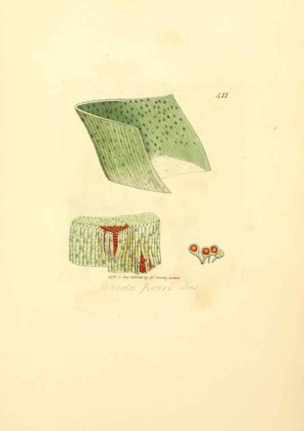 Reproducción/Reproduction 8229535331: Coloured figures of English fungi or mushrooms.. London,Printed by J. Davis,1797-[1809]