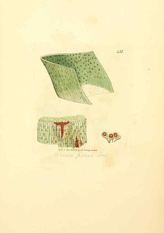 Reproducción/Reproduction 8229535331: Coloured figures of English fungi or mushrooms.. London,Printed by J. Davis,1797-[1809]