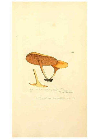 Reproducción/Reproduction 8229536349: Coloured figures of English fungi or mushrooms.. London,Printed by J. Davis,1797-[1809]
