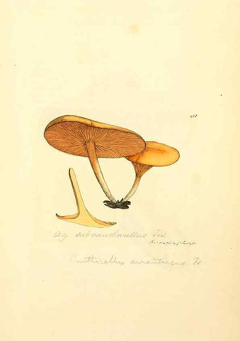 Reproducción/Reproduction 8229536349: Coloured figures of English fungi or mushrooms.. London,Printed by J. Davis,1797-[1809]