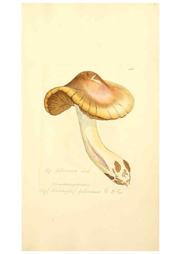 Reproducción/Reproduction 8230601692: Coloured figures of English fungi or mushrooms.. London,Printed by J. Davis,1797-[1809]