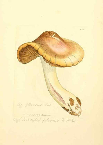 Reproducción/Reproduction 8230601692: Coloured figures of English fungi or mushrooms.. London,Printed by J. Davis,1797-[1809]