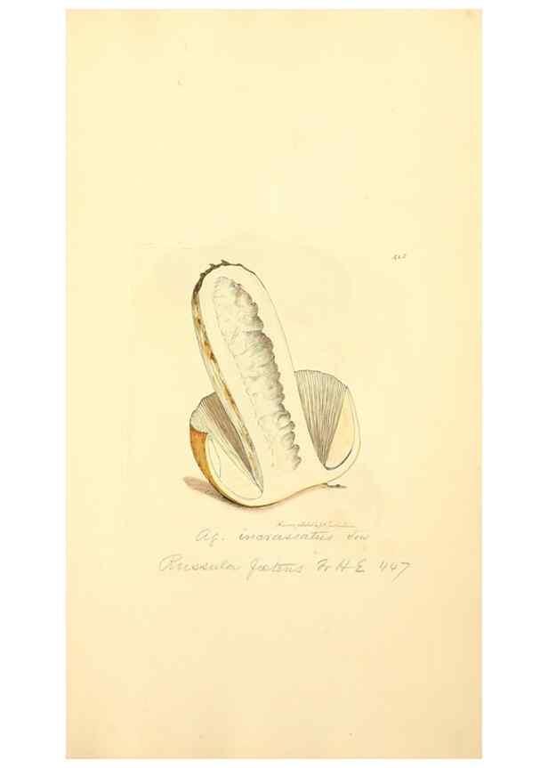 Reproducción/Reproduction 8230602048: Coloured figures of English fungi or mushrooms.. London,Printed by J. Davis,1797-[1809]