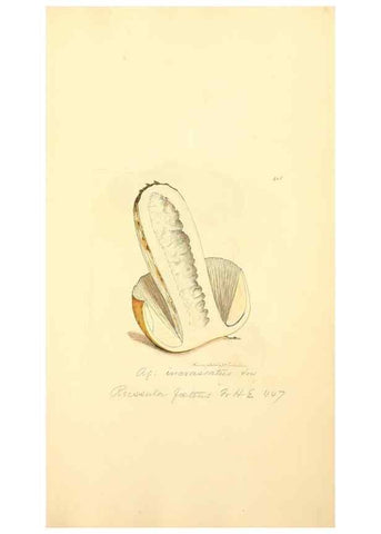 Reproducción/Reproduction 8230602048: Coloured figures of English fungi or mushrooms.. London,Printed by J. Davis,1797-[1809]