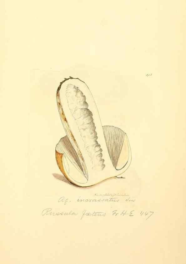 Reproducción/Reproduction 8230602048: Coloured figures of English fungi or mushrooms.. London,Printed by J. Davis,1797-[1809]