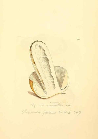 Reproducción/Reproduction 8230602048: Coloured figures of English fungi or mushrooms.. London,Printed by J. Davis,1797-[1809]