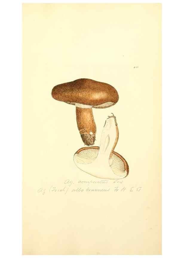 Reproducción/Reproduction 8229537993: Coloured figures of English fungi or mushrooms.. London,Printed by J. Davis,1797-[1809]