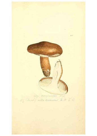 Reproducción/Reproduction 8229537993: Coloured figures of English fungi or mushrooms.. London,Printed by J. Davis,1797-[1809]