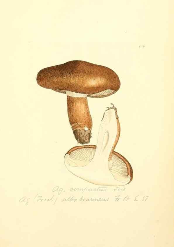 Reproducción/Reproduction 8229537993: Coloured figures of English fungi or mushrooms.. London,Printed by J. Davis,1797-[1809]