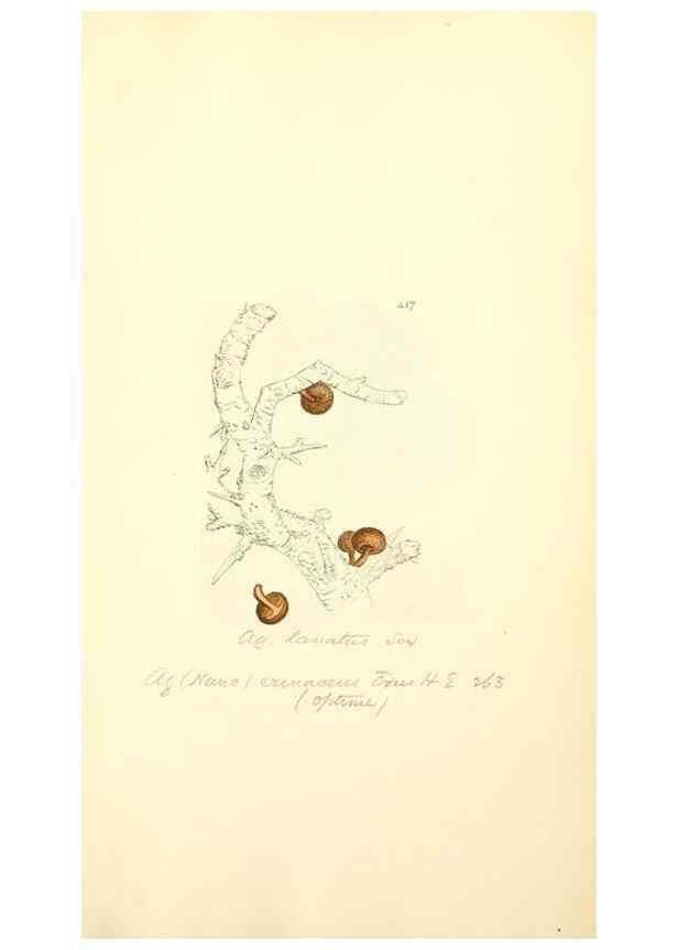 Reproducción/Reproduction 8229538383: Coloured figures of English fungi or mushrooms.. London,Printed by J. Davis,1797-[1809]
