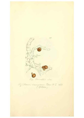 Reproducción/Reproduction 8229538383: Coloured figures of English fungi or mushrooms.. London,Printed by J. Davis,1797-[1809]