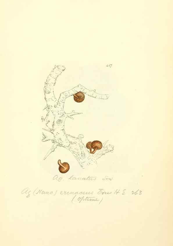 Reproducción/Reproduction 8229538383: Coloured figures of English fungi or mushrooms.. London,Printed by J. Davis,1797-[1809]