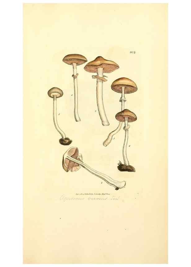 Reproducción/Reproduction 8230598952: Coloured figures of English fungi or mushrooms.. London,Printed by J. Davis,1797-[1809]