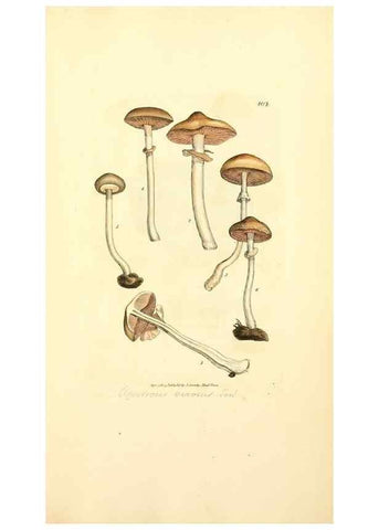 Reproducción/Reproduction 8230598952: Coloured figures of English fungi or mushrooms.. London,Printed by J. Davis,1797-[1809]
