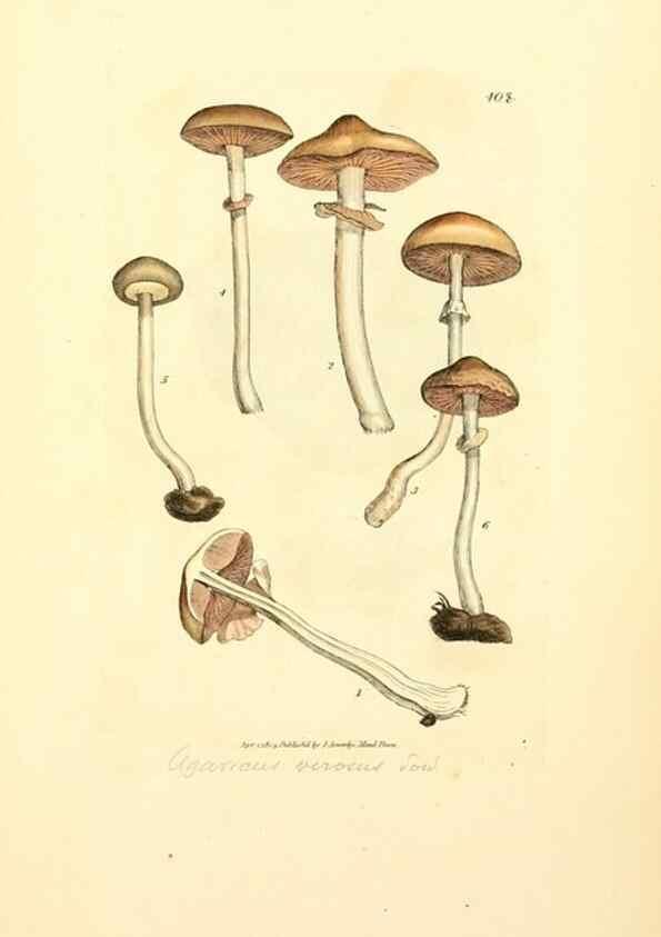 Reproducción/Reproduction 8230598952: Coloured figures of English fungi or mushrooms.. London,Printed by J. Davis,1797-[1809]