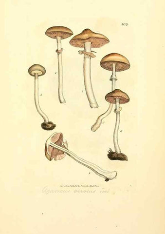Reproducción/Reproduction 8230598952: Coloured figures of English fungi or mushrooms.. London,Printed by J. Davis,1797-[1809]