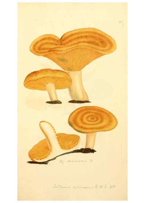 Reproducción/Reproduction 8229428483: Coloured figures of English fungi or mushrooms.. London,Printed by J. Davis,1797-[1809]