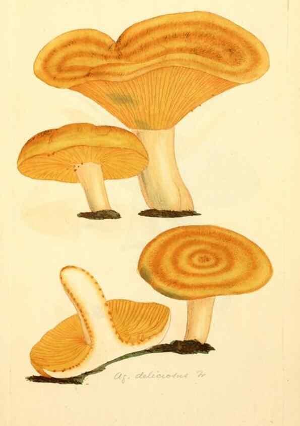 Reproducción/Reproduction 8229428483: Coloured figures of English fungi or mushrooms.. London,Printed by J. Davis,1797-[1809]