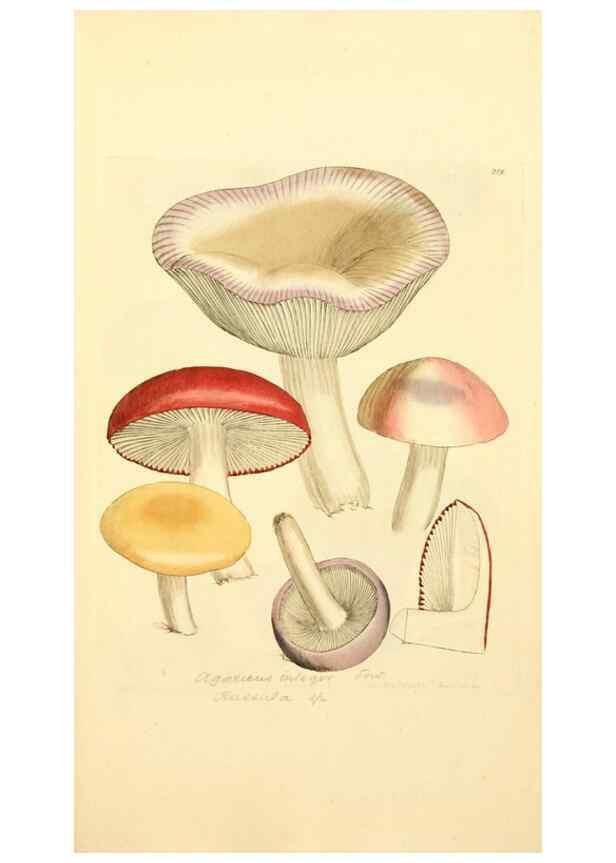 Reproducción/Reproduction 8229428101: Coloured figures of English fungi or mushrooms.. London,Printed by J. Davis,1797-[1809]