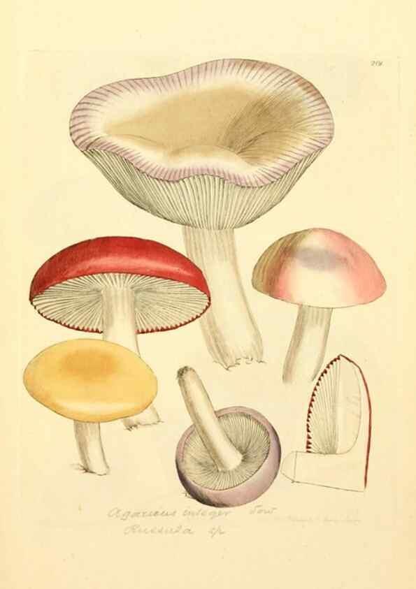 Reproducción/Reproduction 8229428101: Coloured figures of English fungi or mushrooms.. London,Printed by J. Davis,1797-[1809]