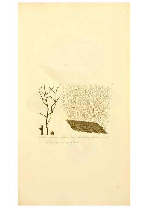 Reproducción/Reproduction 8230493114: Coloured figures of English fungi or mushrooms.. London,Printed by J. Davis,1797-[1809]