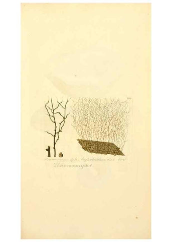 Reproducción/Reproduction 8230493114: Coloured figures of English fungi or mushrooms.. London,Printed by J. Davis,1797-[1809]
