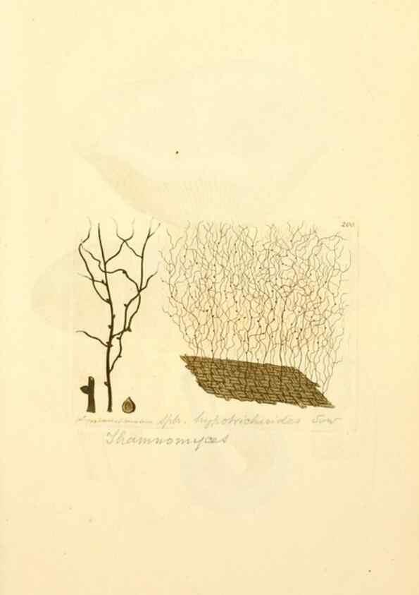 Reproducción/Reproduction 8230493114: Coloured figures of English fungi or mushrooms.. London,Printed by J. Davis,1797-[1809]