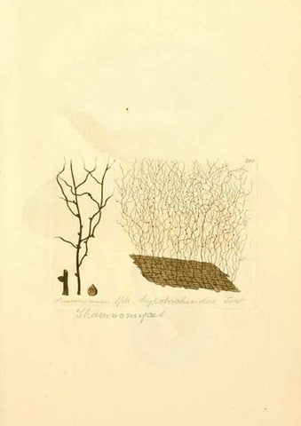 Reproducción/Reproduction 8230493114: Coloured figures of English fungi or mushrooms.. London,Printed by J. Davis,1797-[1809]