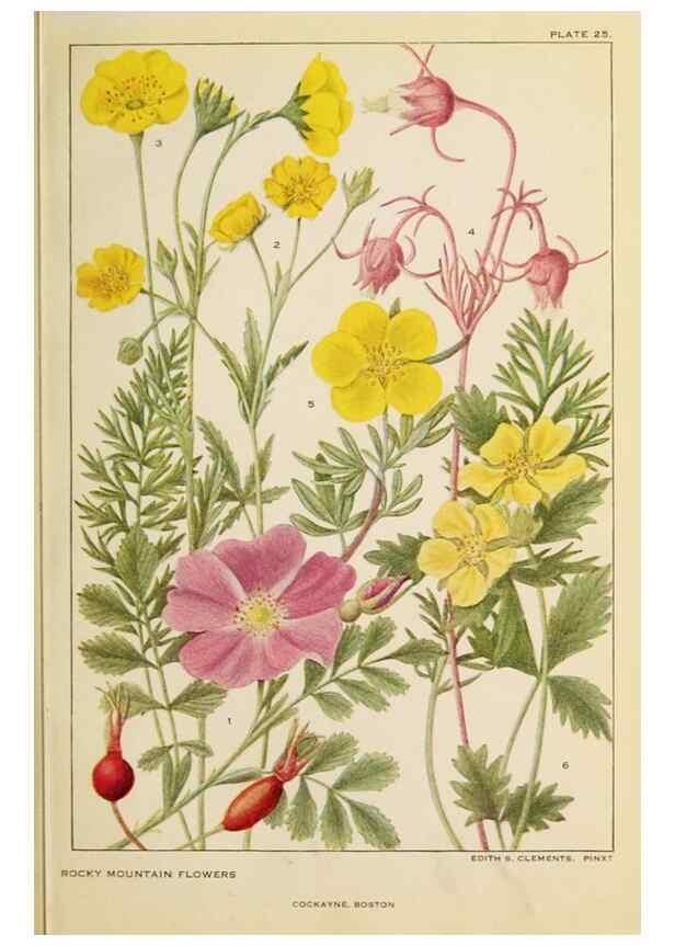 Reproducción/Reproduction 8221544134: Flowers of mountain and plain /. New York :H.W. Wilson Co.,1920.