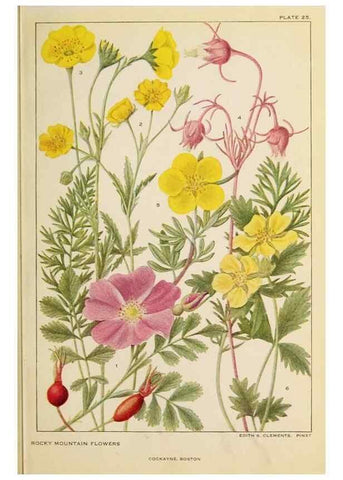 Reproducción/Reproduction 8221544134: Flowers of mountain and plain /. New York :H.W. Wilson Co.,1920.