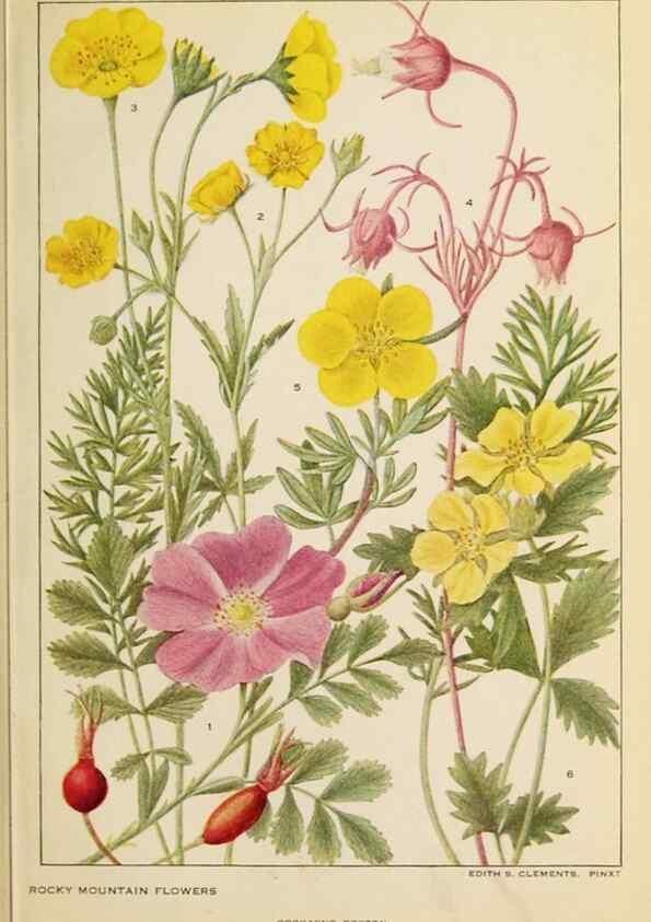 Reproducción/Reproduction 8221544134: Flowers of mountain and plain /. New York :H.W. Wilson Co.,1920.