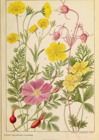 Reproducción/Reproduction 8221544134: Flowers of mountain and plain /. New York :H.W. Wilson Co.,1920.