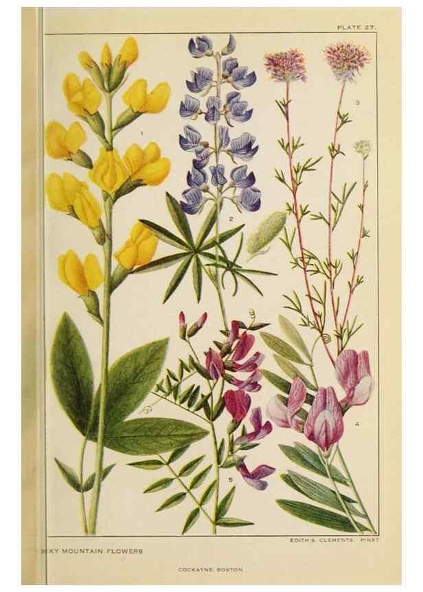 Reproducción/Reproduction 8221544604: Flowers of mountain and plain /. New York :H.W. Wilson Co.,1920.