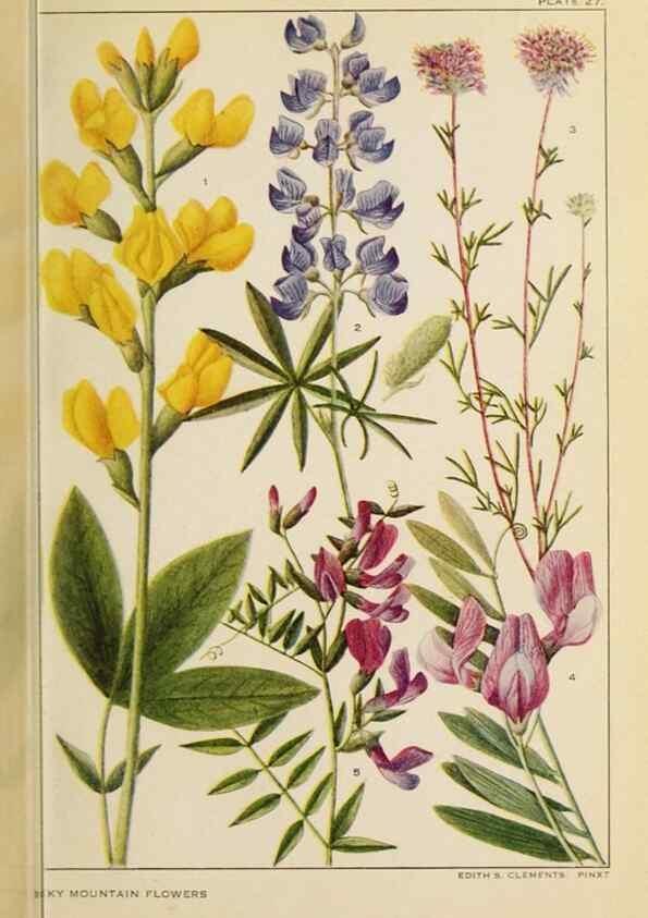 Reproducción/Reproduction 8221544604: Flowers of mountain and plain /. New York :H.W. Wilson Co.,1920.