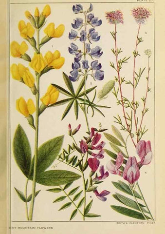 Reproducción/Reproduction 8221544604: Flowers of mountain and plain /. New York :H.W. Wilson Co.,1920.