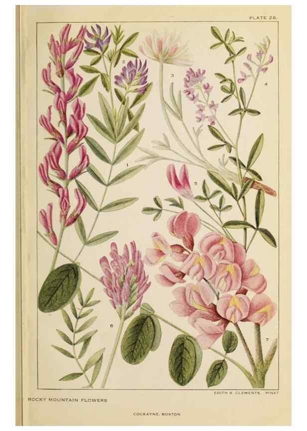 Reproducción/Reproduction 8220465317: Flowers of mountain and plain /. New York :H.W. Wilson Co.,1920.