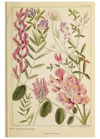 Reproducción/Reproduction 8220465317: Flowers of mountain and plain /. New York :H.W. Wilson Co.,1920.