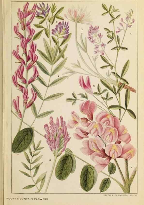 Reproducción/Reproduction 8220465317: Flowers of mountain and plain /. New York :H.W. Wilson Co.,1920.